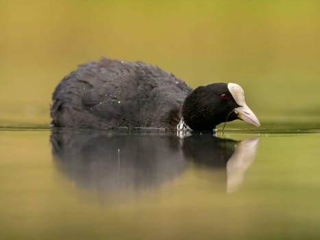 An Eurasian coot gracefully glides on the calm water, surrounded by lush greenery, creating a serene and picturesque scene in nature's embrace.