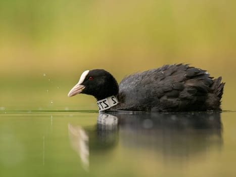 An Eurasian coot gracefully glides on the calm water, surrounded by lush greenery, creating a serene and picturesque scene in nature's embrace.