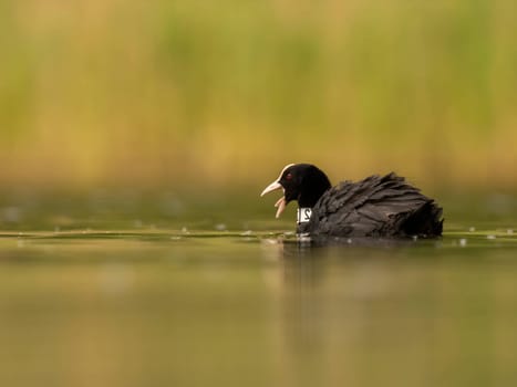 An Eurasian coot gracefully glides on the calm water, surrounded by lush greenery, creating a serene and picturesque scene in nature's embrace.