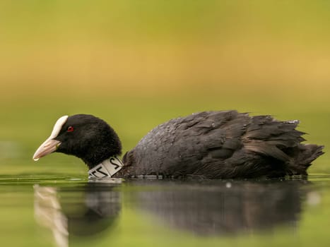 An Eurasian coot gracefully glides on the calm water, surrounded by lush greenery, creating a serene and picturesque scene in nature's embrace.