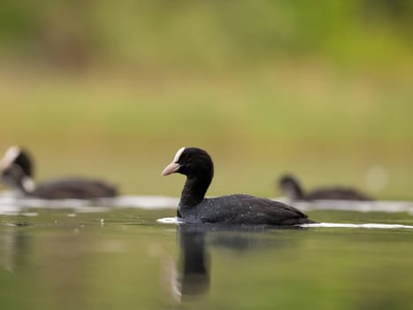 A serene scene unfolds as wild ducks and a Eurasian coot peacefully float on the tranquil waters of a lush green environment, showcasing the beauty of nature.