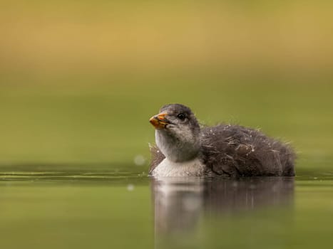 A serene scene unfolds as a wild duck gracefully floats on calm water amidst lush green surroundings. Nature's tranquility at its finest.