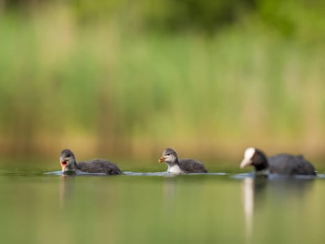 A serene scene unfolds as wild ducks and a Eurasian coot peacefully float on the tranquil waters of a lush green environment, showcasing the beauty of nature.