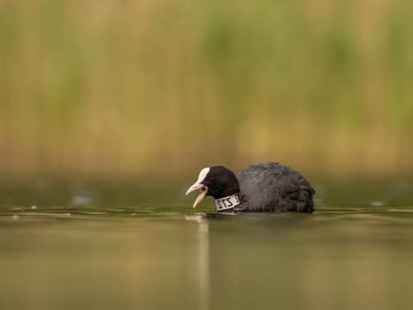 An Eurasian coot gracefully glides on the calm water, surrounded by lush greenery, creating a serene and picturesque scene in nature's embrace.