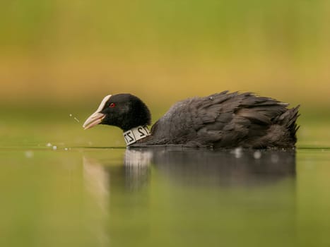 An Eurasian coot gracefully glides on the calm water, surrounded by lush greenery, creating a serene and picturesque scene in nature's embrace.