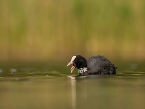 An Eurasian coot gracefully glides on the calm water, surrounded by lush greenery, creating a serene and picturesque scene in nature's embrace.