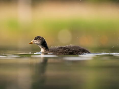 A serene scene unfolds as a wild duck gracefully floats on calm water amidst lush green surroundings. Nature's tranquility at its finest.