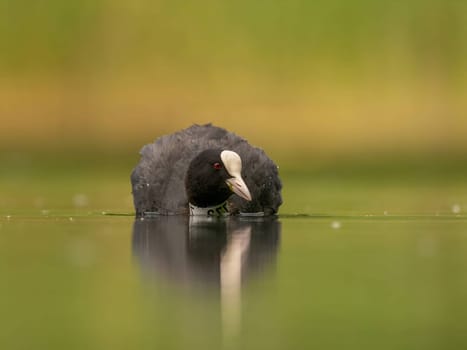 An Eurasian coot gracefully glides on the calm water, surrounded by lush greenery, creating a serene and picturesque scene in nature's embrace.