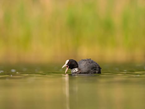 An Eurasian coot gracefully glides on the calm water, surrounded by lush greenery, creating a serene and picturesque scene in nature's embrace.