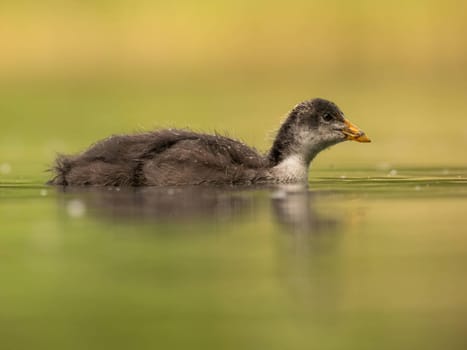 A serene scene unfolds as a wild duck gracefully floats on calm water amidst lush green surroundings. Nature's tranquility at its finest.