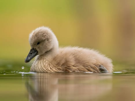 A close-up photograph captures a young mute swan gracefully floating on the water amidst the soothing green surroundings, showcasing the beauty of nature.