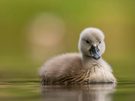 A close-up photograph captures a young mute swan gracefully floating on the water amidst the soothing green surroundings, showcasing the beauty of nature.