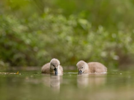 A close-up photograph captures young mute swans gracefully floating on the water amidst the soothing green scenery, portraying the serenity of nature.