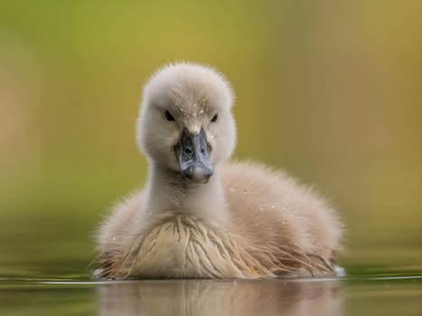 A close-up photograph captures a young mute swan gracefully floating on the water amidst the soothing green surroundings, showcasing the beauty of nature.