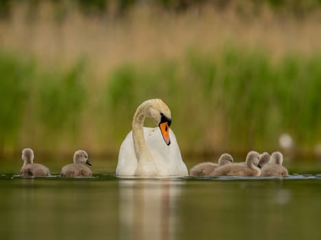 An adult mute swan glides gracefully on the water, its babies following closely behind. The serene green scenery enhances this heartwarming family moment in nature.