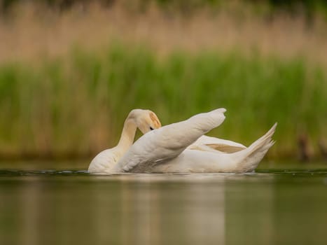 A close-up photograph captures the majestic adult mute swan gracefully gliding on the water, surrounded by lush green scenery, showcasing the beauty of nature.