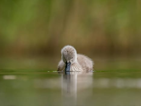 A close-up photograph captures a young mute swan gracefully floating on the water amidst the soothing green surroundings, showcasing the beauty of nature.