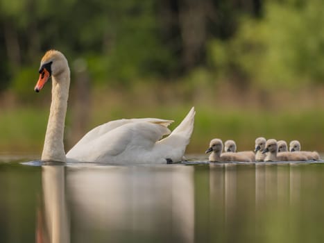 An adult mute swan glides gracefully on the water, its babies following closely behind. The serene green scenery enhances this heartwarming family moment in nature.