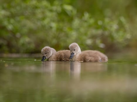 A close-up photograph captures young mute swans gracefully floating on the water amidst the soothing green scenery, portraying the serenity of nature.