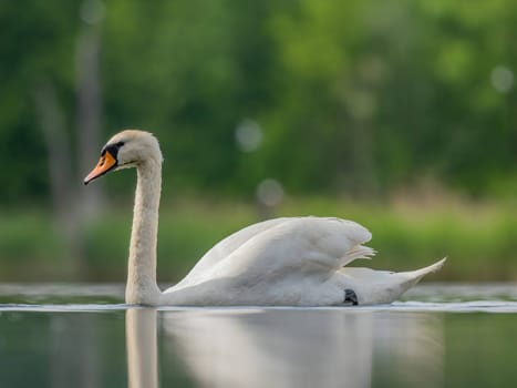 A close-up photograph captures the majestic adult mute swan gracefully gliding on the water, surrounded by lush green scenery, showcasing the beauty of nature.