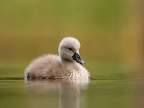 A close-up photograph captures a young mute swan gracefully floating on the water amidst the soothing green surroundings, showcasing the beauty of nature.