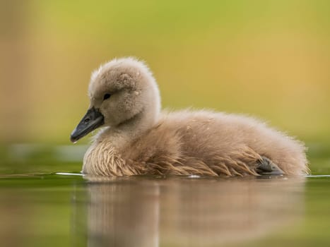 A close-up photograph captures a young mute swan gracefully floating on the water amidst the soothing green surroundings, showcasing the beauty of nature.