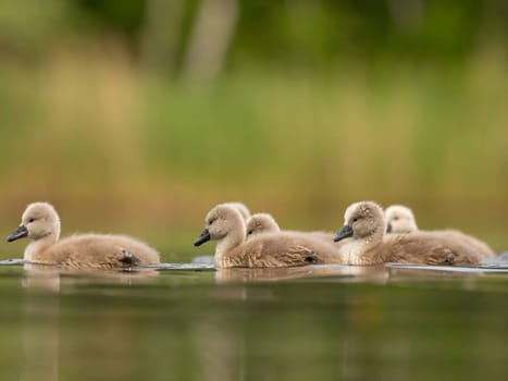 A close-up photograph captures young mute swans gracefully floating on the water amidst the soothing green scenery, portraying the serenity of nature.