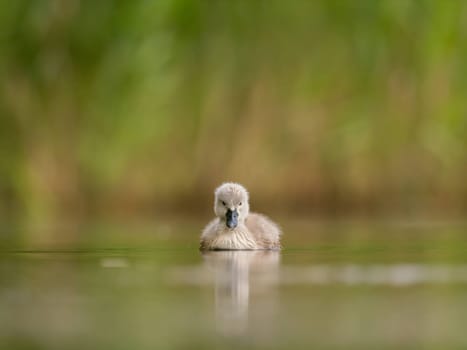 A close-up photograph captures a young mute swan gracefully floating on the water amidst the soothing green surroundings, showcasing the beauty of nature.