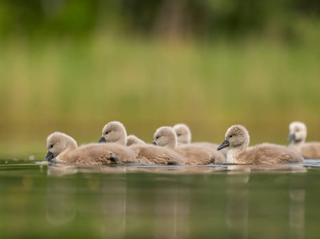 A close-up photograph captures young mute swans gracefully floating on the water amidst the soothing green scenery, portraying the serenity of nature.