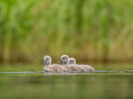 A close-up photograph captures young mute swans gracefully floating on the water amidst the soothing green scenery, portraying the serenity of nature.