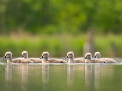 A close-up photograph captures young mute swans gracefully floating on the water amidst the soothing green scenery, portraying the serenity of nature.