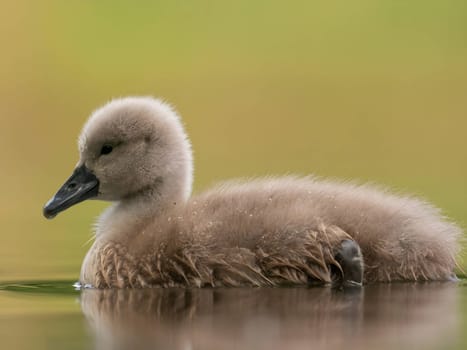 A close-up photograph captures a young mute swan gracefully floating on the water amidst the soothing green surroundings, showcasing the beauty of nature.