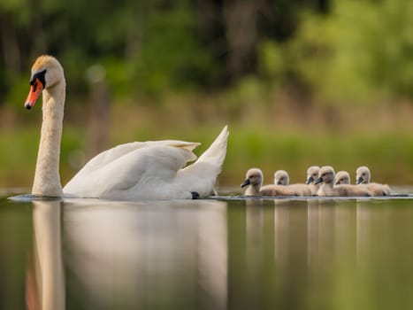 An adult mute swan glides gracefully on the water, its babies following closely behind. The serene green scenery enhances this heartwarming family moment in nature.