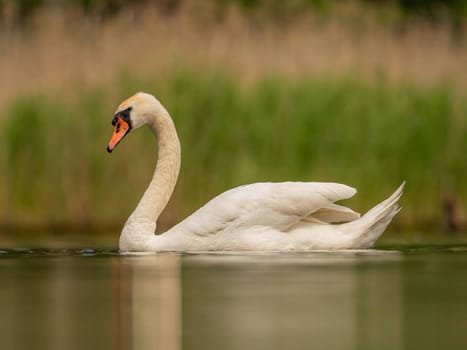 A close-up photograph captures the majestic adult mute swan gracefully gliding on the water, surrounded by lush green scenery, showcasing the beauty of nature.