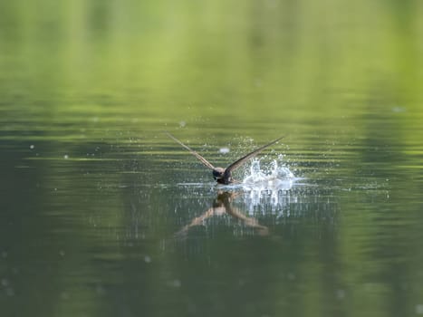 A common swift gracefully touches the water's surface, showcasing its incredible flying abilities as it swiftly glides through the air.