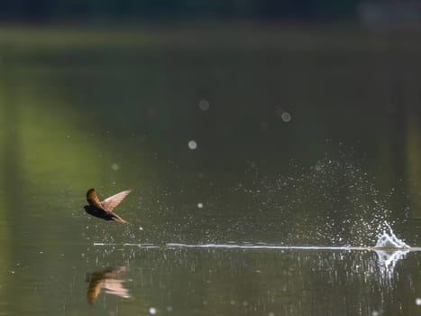 A common swift gracefully touches the water's surface, showcasing its incredible flying abilities as it swiftly glides through the air.