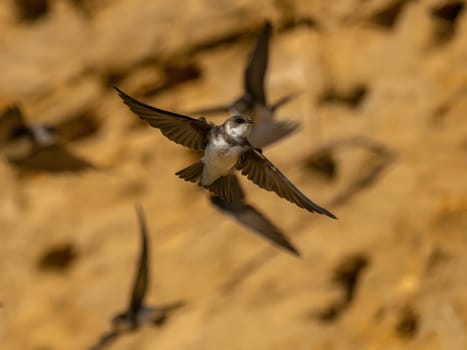 A Sand martin gracefully soars in flight, its swift movements taking it next to the neatly constructed nests in the ground, where it cares for its young.