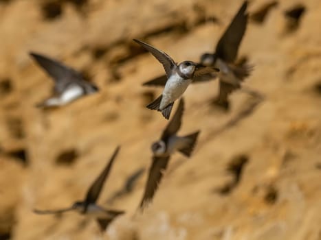 A Sand martin gracefully soars in flight, its swift movements taking it next to the neatly constructed nests in the ground, where it cares for its young.