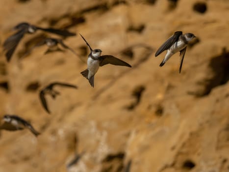 A Sand martin gracefully soars in flight, its swift movements taking it next to the neatly constructed nests in the ground, where it cares for its young.