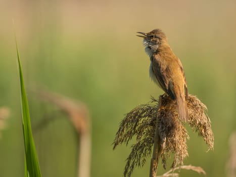 A Great Reed Warbler perches on dry grass amidst a lush green setting, its beautiful song filling the air with the sounds of nature's harmony.