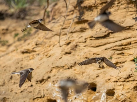 A Sand martin gracefully soars in flight, its swift movements taking it next to the neatly constructed nests in the ground, where it cares for its young.