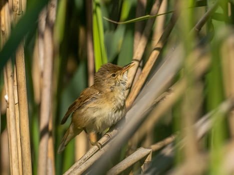 A Common Reed Warbler sits gracefully on a swaying reed in a vibrant green setting, blending harmoniously with its natural habitat.