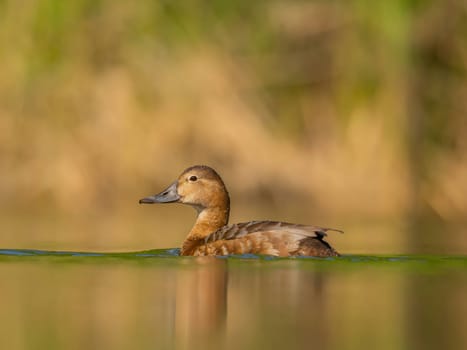 A young common pochard floats peacefully on the water, its vibrant plumage reflecting in the serene green scenery, capturing a moment of natural beauty.