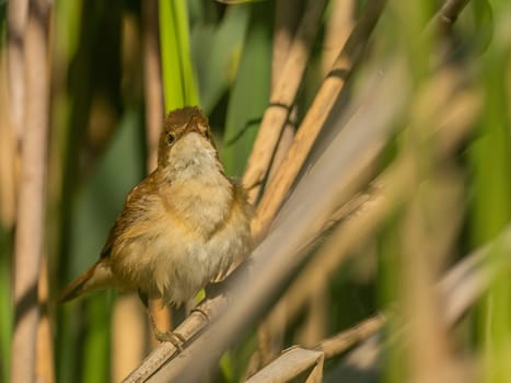A Common Reed Warbler sits gracefully on a swaying reed in a vibrant green setting, blending harmoniously with its natural habitat.