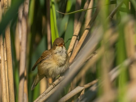 A Common Reed Warbler sits gracefully on a swaying reed in a vibrant green setting, blending harmoniously with its natural habitat.