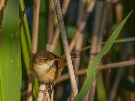 A Common Reed Warbler sits gracefully on a swaying reed in a vibrant green setting, blending harmoniously with its natural habitat.