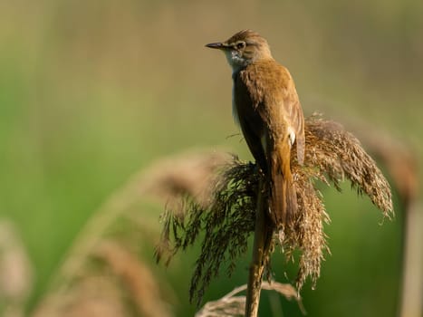 A Great Reed Warbler perches on dry grass amidst a lush green setting, its beautiful song filling the air with the sounds of nature's harmony.