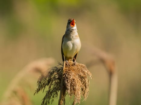 A Great Reed Warbler perches on dry grass amidst a lush green setting, its beautiful song filling the air with the sounds of nature's harmony.