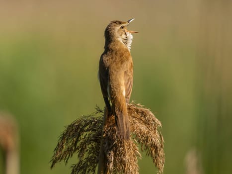 A Great Reed Warbler perches on dry grass amidst a lush green setting, its beautiful song filling the air with the sounds of nature's harmony.