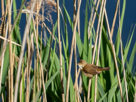 A Common Reed Warbler sits gracefully on a swaying reed in a vibrant green setting, blending harmoniously with its natural habitat.